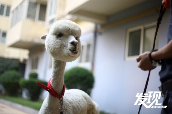 男子十万购羊驼