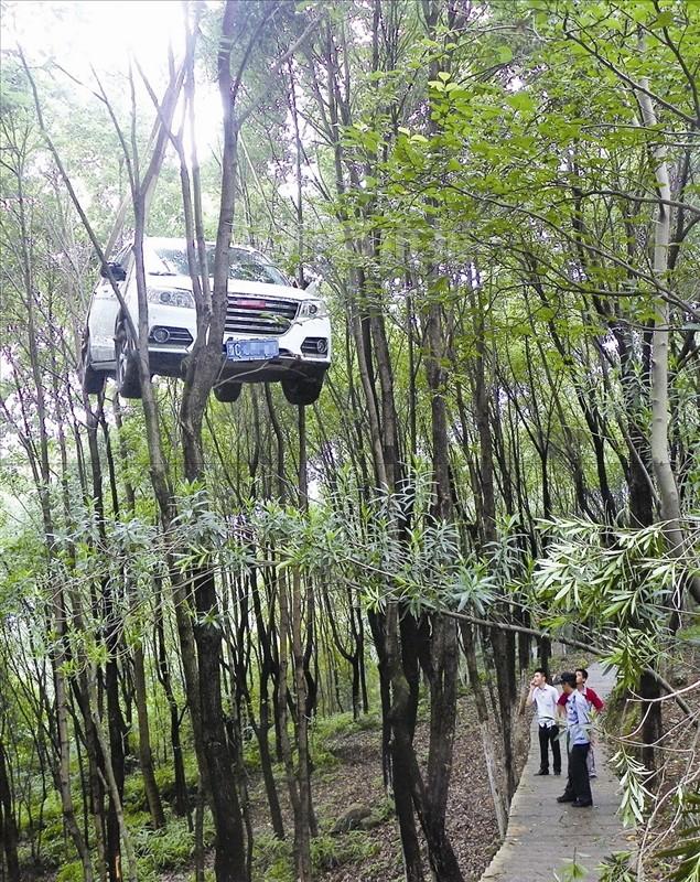 温州一越野车挂树上