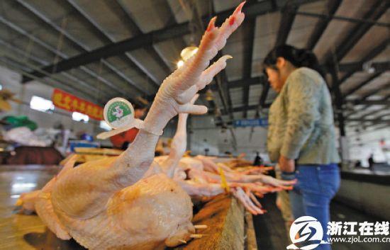 浙江h7n9最新消息相关新闻图片