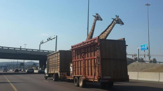 南非长颈鹿运送途中撞上天桥当场死亡