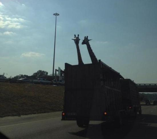 南非长颈鹿运送途中撞上天桥当场死亡