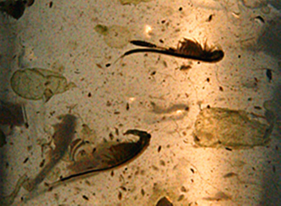 新疆发现活化石仙女虾