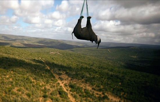 南非用直升机给犀牛搬家
