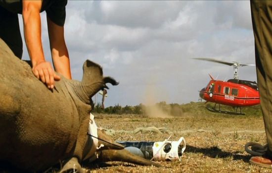 南非用直升机给犀牛搬家