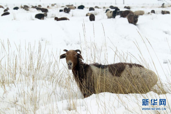 新疆哈密突降大雪 羊群在觅食