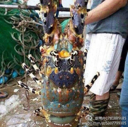 浙江渔民捕到近1米长神虾