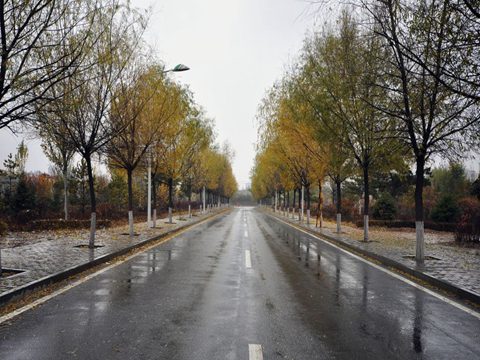 南方树叶还很绿，内蒙古已经秋叶落尽