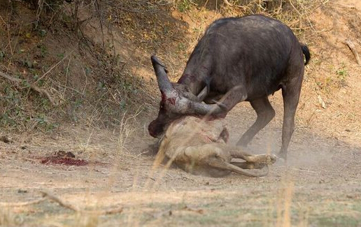 水牛杀死狮子