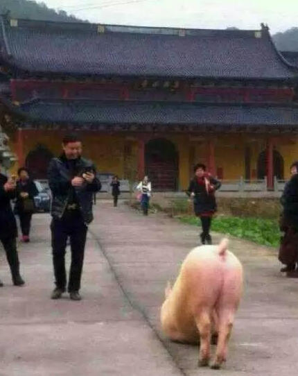 猪到寺院跪拜