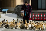 日本猫岛现在还在 不少游客到日本猫岛旅游其实就几百只猫