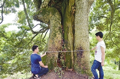 金丝楠木树干直径达到2.1米