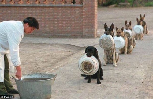 警犬排队吃饭
