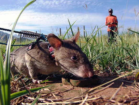 非洲巨鼠嗅探地雷
