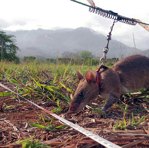 非洲巨鼠嗅探地雷