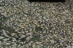 厦门松柏湖现大量死鱼 原因不明