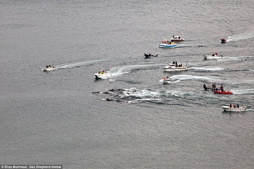渔船和快艇将大量鲸鱼赶往海滩
