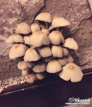 百万精装房长蘑菇