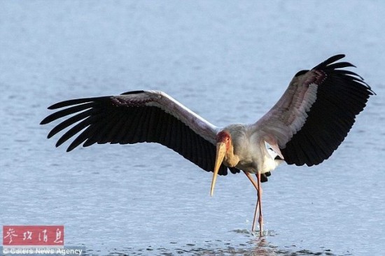 鳄鱼和鹳