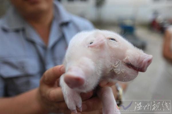 天津村民发现一头双头猪