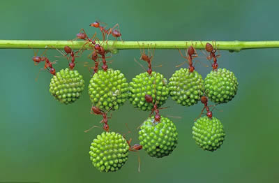 蚂蚁的力量 印尼丛