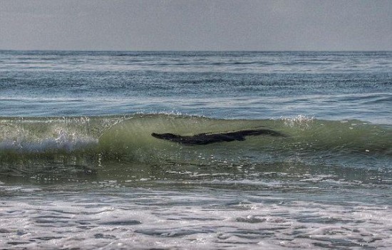 美国南卡罗来纳州海滩惊现鳄鱼冲浪