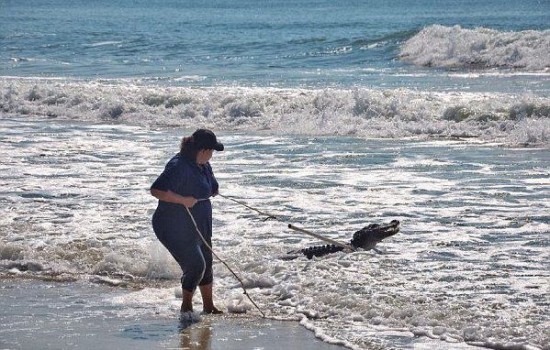 美国南卡罗来纳州海滩惊现鳄鱼冲浪