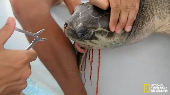 海龟鼻中拔出吸管
