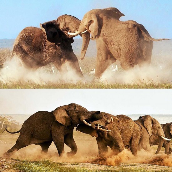 非洲大象两头公象争夺领地母象的战斗
