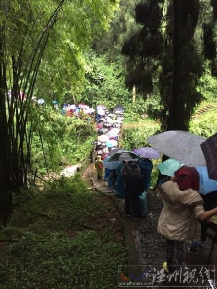 峨眉山大树倾倒砸死游客图片