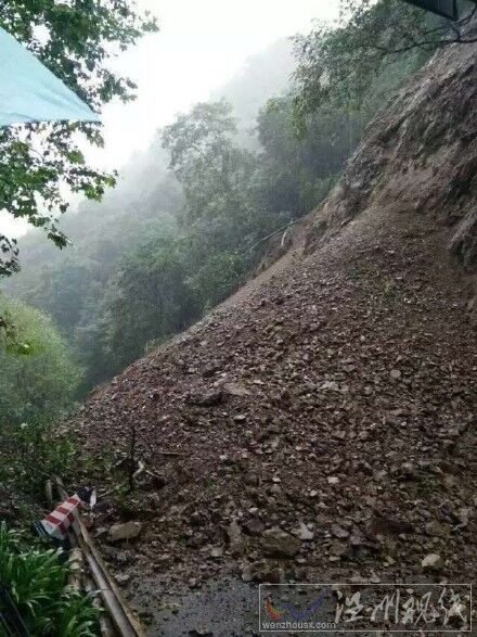 大树倾倒砸死游客