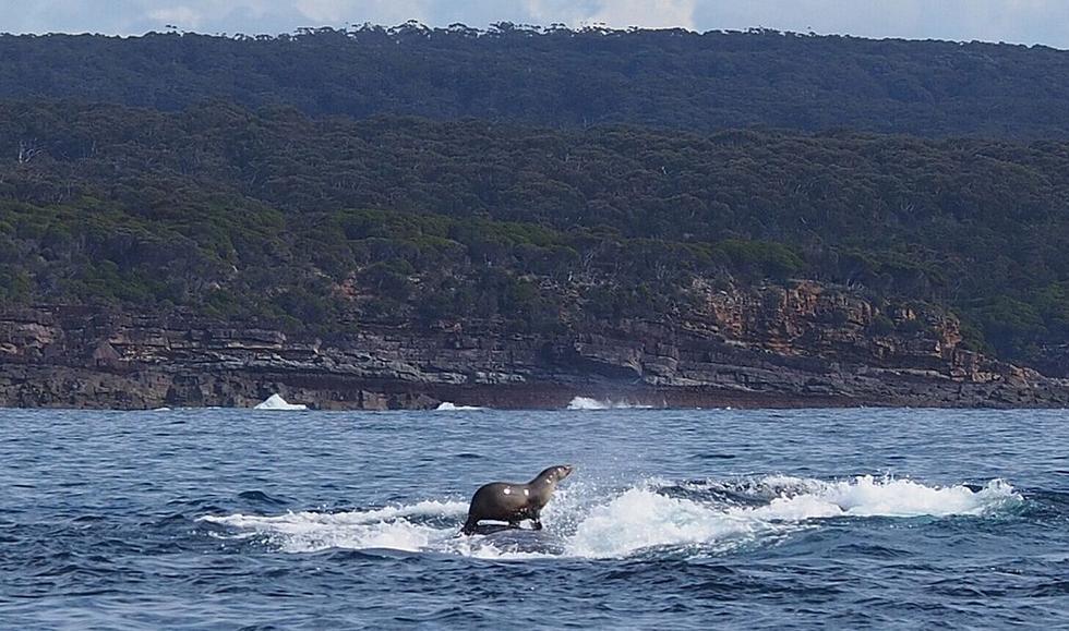 海豹骑着鲸鱼冲浪
