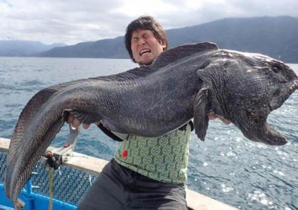 渔民捕获巨型狼鱼