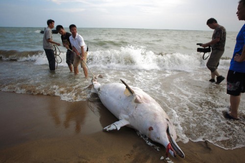 中华白海豚搁浅