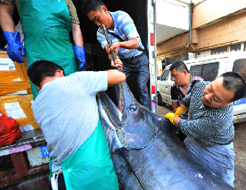 青岛渔民捕获690斤箭鱼王