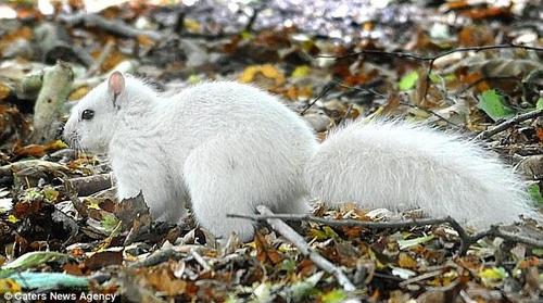 英国公园现罕见白色松鼠