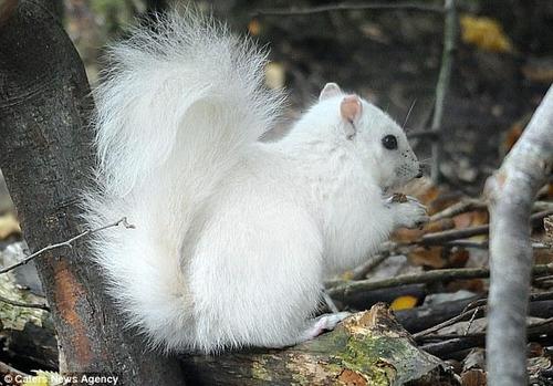 英国公园现罕见白色松鼠