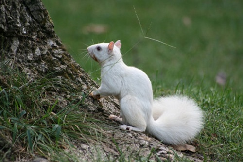 罕见白色松鼠