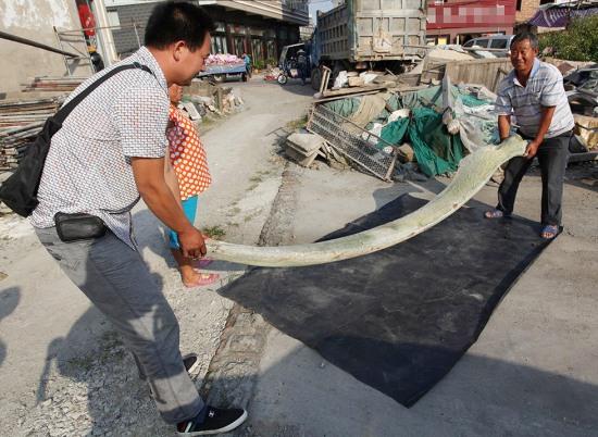 台州渔民捡到3米长动物肋骨