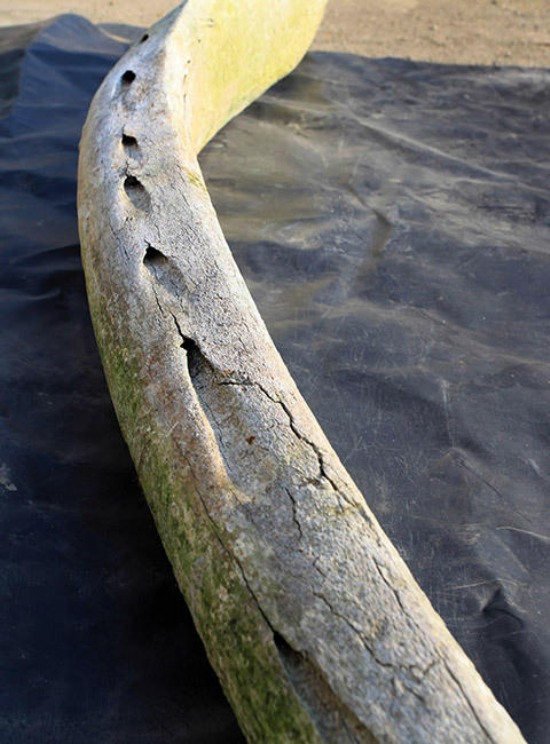 台州渔民捡到3米长动物肋骨