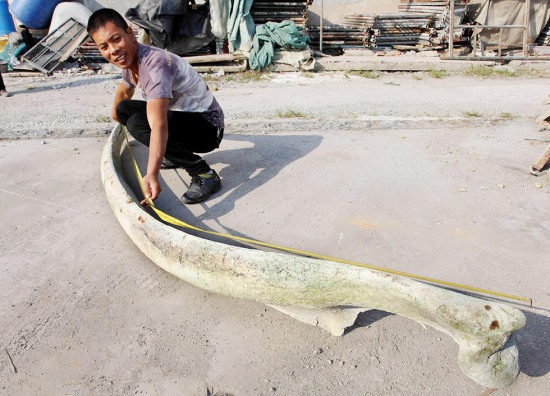 台州渔民捡到3米长鱼刺
