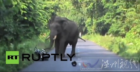 泰国大象袭击摩托车