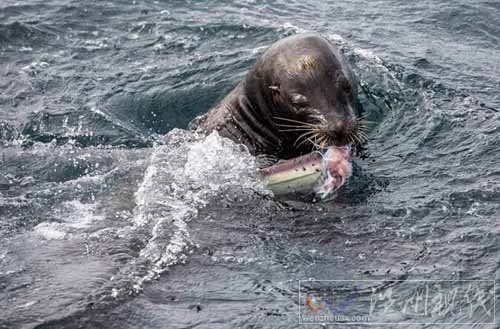 凶猛鲨鱼遭海狮猎杀