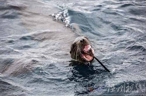 海狮吃鲨鱼