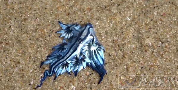 澳海滩现奇特生物 名为大西洋海神海蛞蝓
