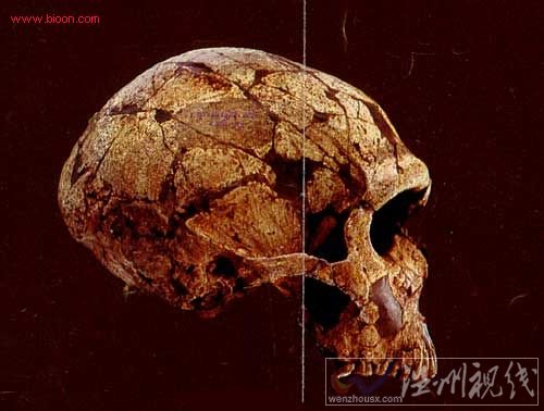 安徽华龙洞遗址发现多个古代人类头骨化石