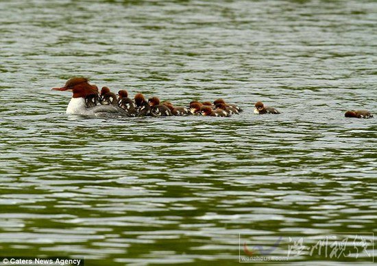 鸭妈妈带着16只小鸭子过河