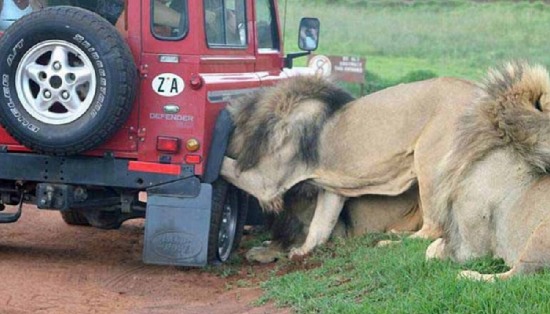 游览车遭狮群围攻