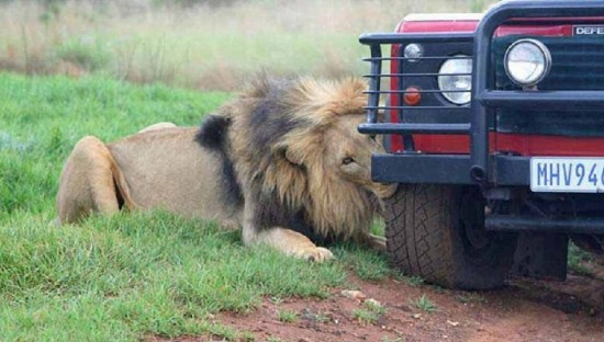 游览车遭狮群围攻