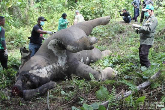 印尼大象触电死亡