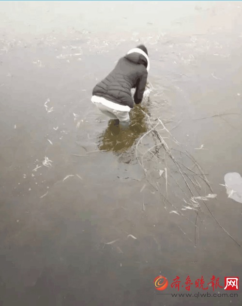 学生跳冰湖救野兔